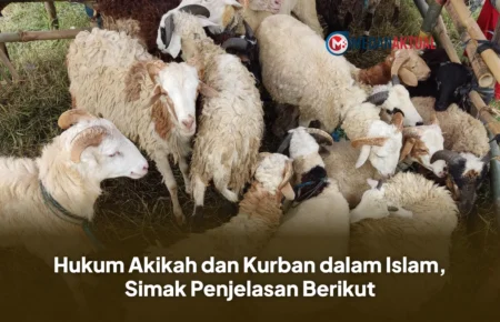 Hukum Akikah dan Kurban dalam Islam, Simak Penjelasan Berikut