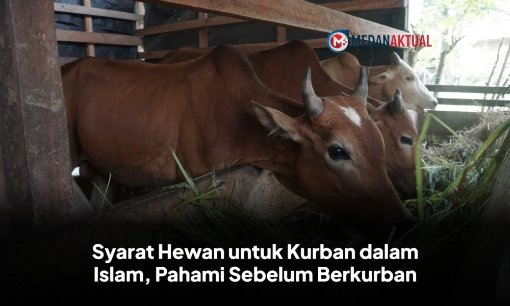 Syarat Hewan untuk Kurban dalam Islam, Pahami Sebelum Berkurban