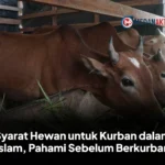 Syarat Hewan untuk Kurban dalam Islam, Pahami Sebelum Berkurban